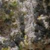 Buellia violaceofusca